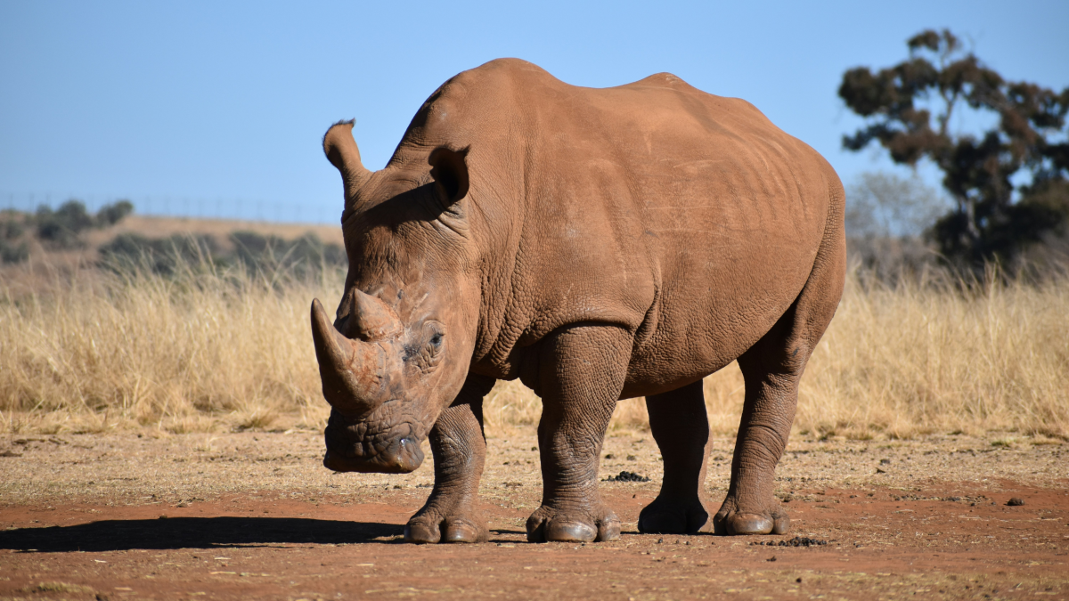 Scientists Turn to Radioactive Isotopes in the Fight Against Rhino Poaching