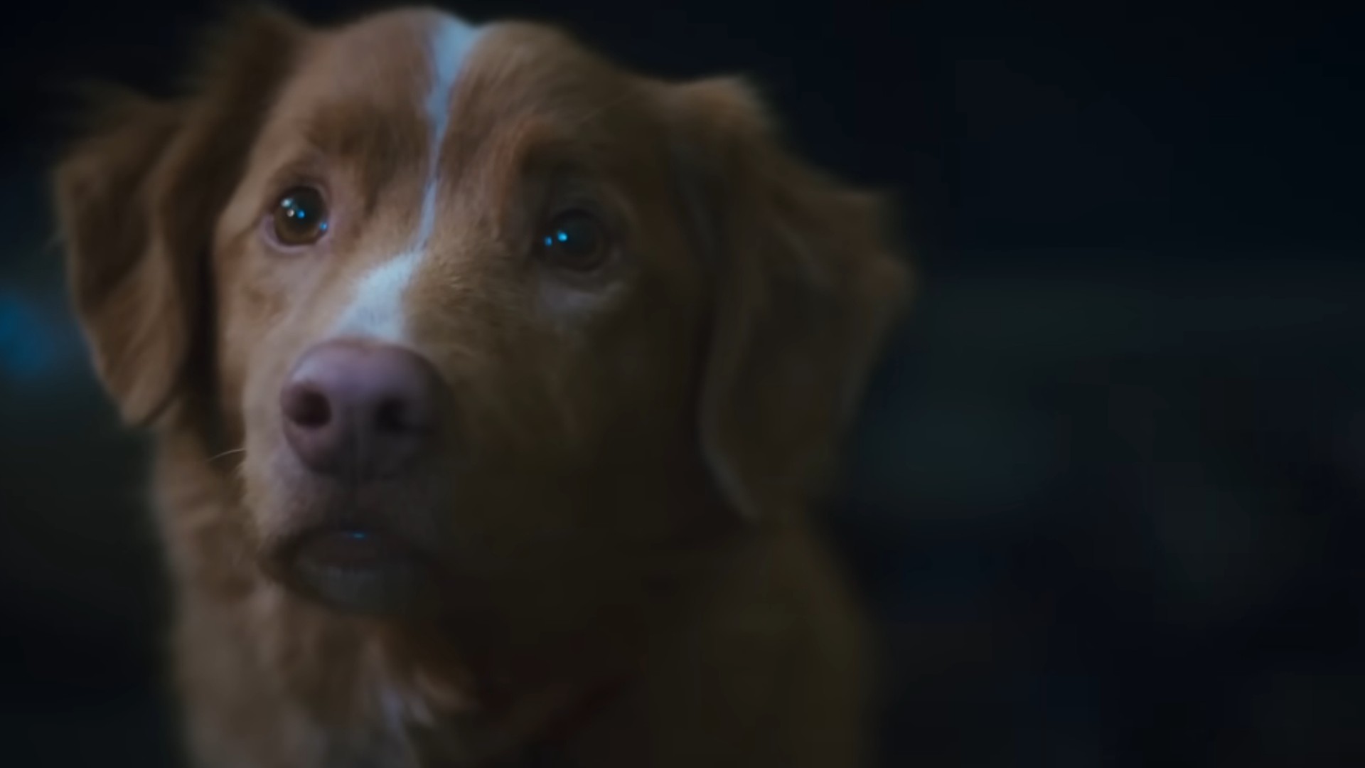 Good Boy director says watching the first trailer for the new dog-led horror movie blow up online was “awesome,” but the real star of the show is his pup Indy